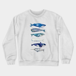 Whale Species Crewneck Sweatshirt